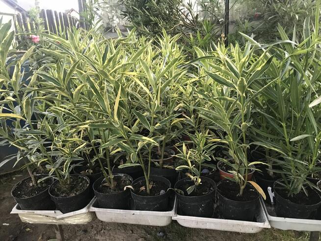 Oleander o pełnych pachnących kwiatach
