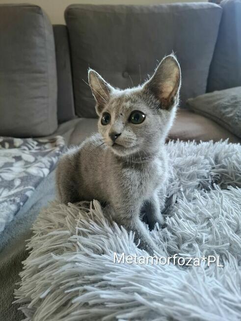 Kocięta rosyjskie niebieskie