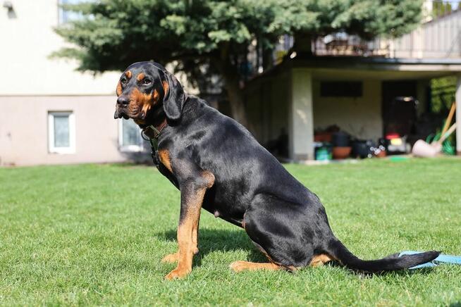 Lola w typie gończego da Ci radości na całego!
