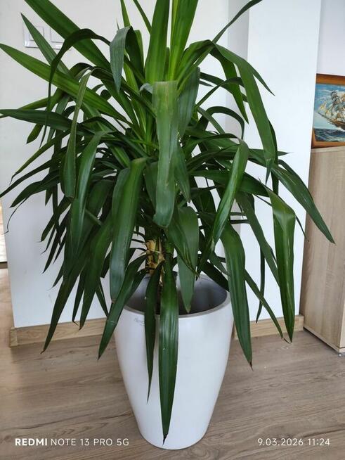 Jukka gwatemalska (Yucca elephantipes) – 110–120 cm