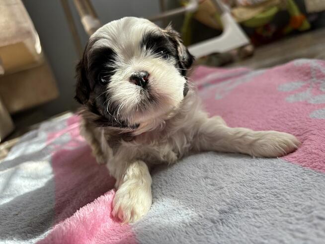 4 Suczki Shih tzu