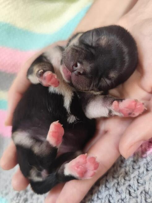 Chihuahua po Championie rodowód ZKWP