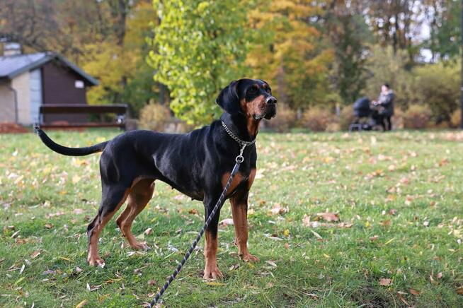 Lola w typie gończego da Ci radości na całego!