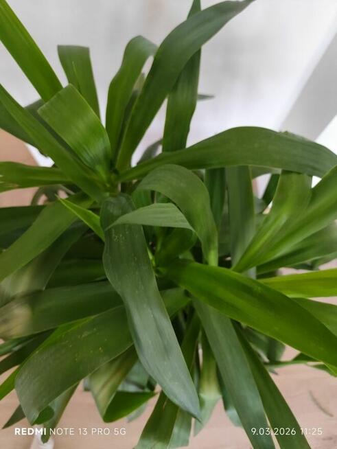 Jukka gwatemalska (Yucca elephantipes) – 110–120 cm
