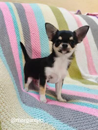 Chihuahua po Championie rodowód ZKWP