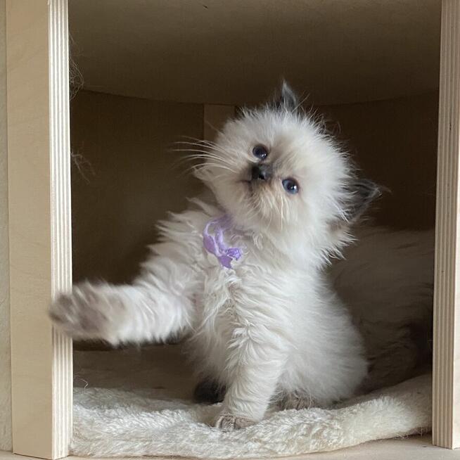 Małe kotki Ragdoll FPL