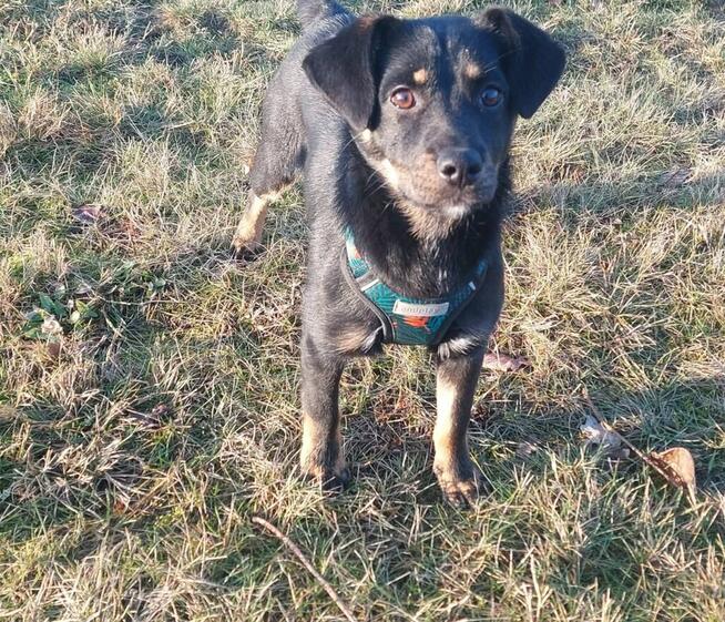 Młodziutka proludzka uśmiechnięta sunia szuka domku