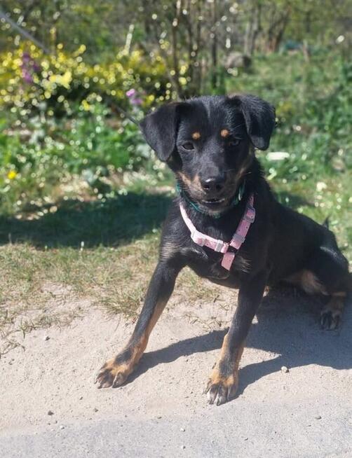 Młodziutka proludzka uśmiechnięta sunia szuka domku