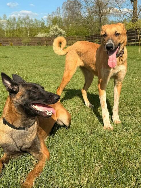 Młoda wesoła sunia DO ADOPCJI