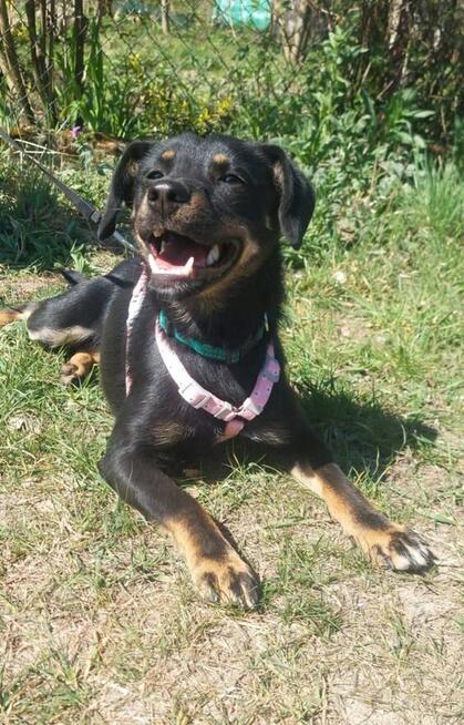 Młodziutka proludzka uśmiechnięta sunia szuka domku