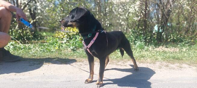 Młodziutka proludzka uśmiechnięta sunia szuka domku