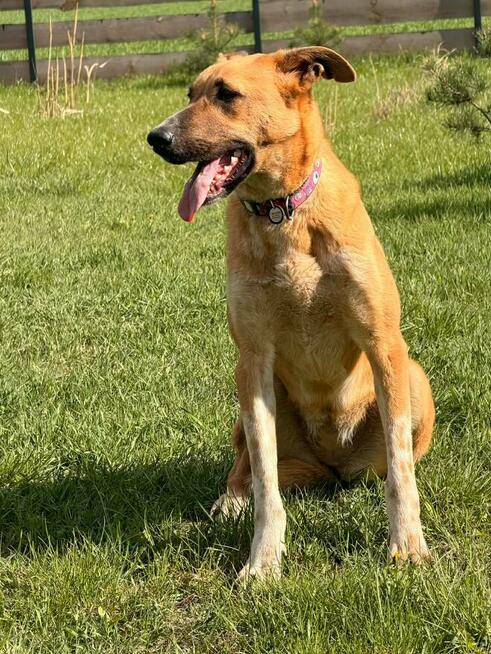 Młoda wesoła sunia DO ADOPCJI