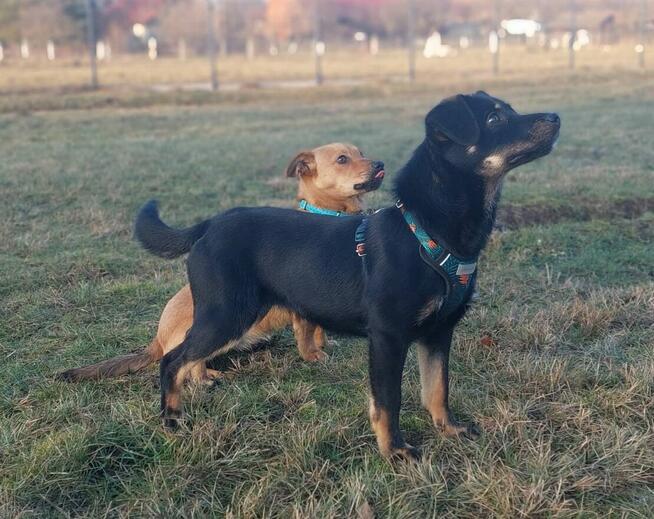 Młodziutka proludzka uśmiechnięta sunia szuka domku