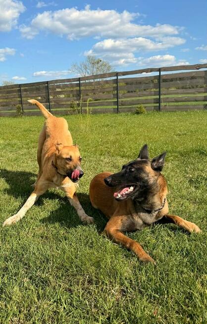 Młoda wesoła sunia DO ADOPCJI