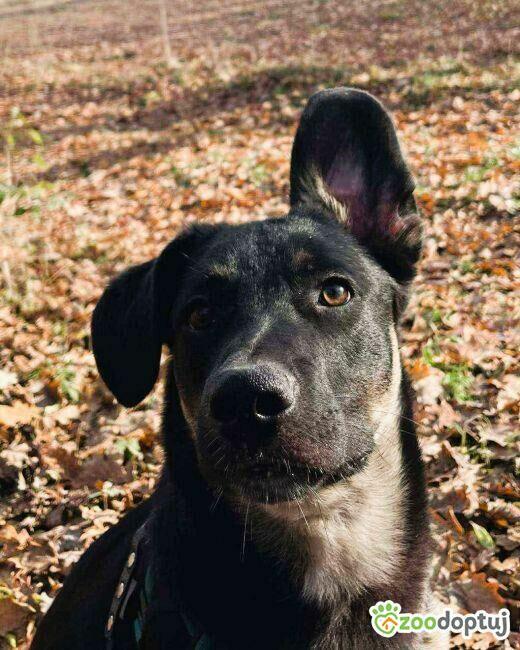 PIXEL _ super psiak szuka najlepszego domu