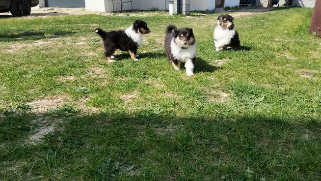 Owczarek Szkocki Collie Długowłosy Suczki Tricolor