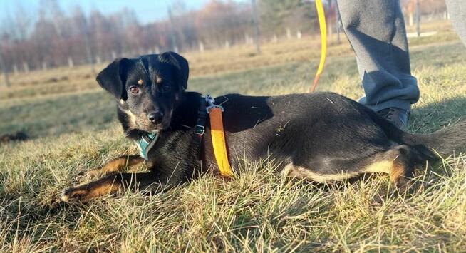 Młodziutka proludzka uśmiechnięta sunia szuka domku