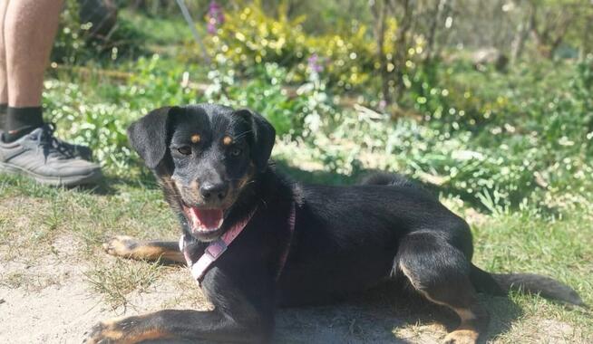 Młodziutka proludzka uśmiechnięta sunia szuka domku