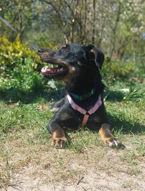 Młodziutka proludzka uśmiechnięta sunia szuka domku