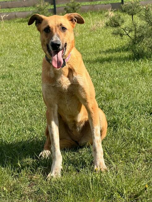 Młoda wesoła sunia DO ADOPCJI