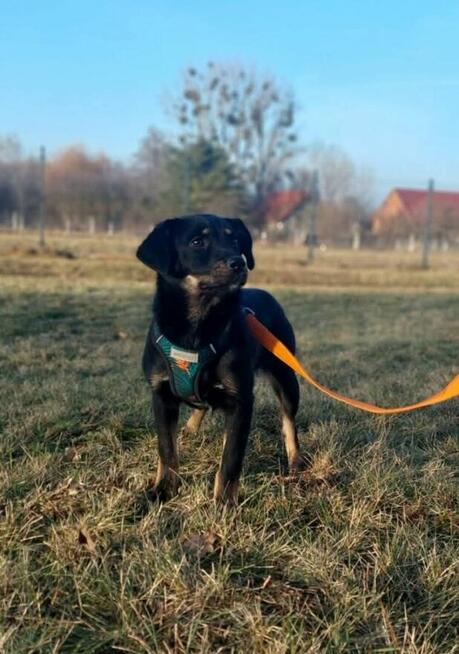 Młodziutka proludzka uśmiechnięta sunia szuka domku