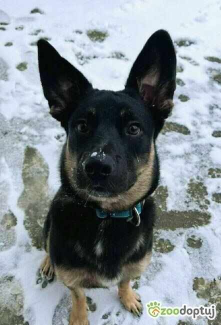 PIXEL _ super psiak szuka najlepszego domu