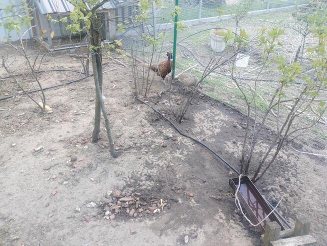 Jajka lęgowe bażanta polnego łownego 30szt.Mielec.