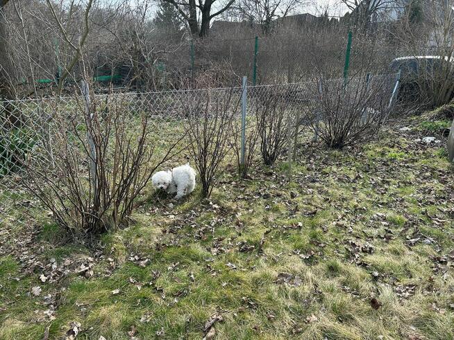 Sprzedam Działkę ROD we Wrocławiu na Kuźnikach