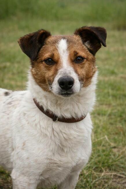 Delikatny nieduży psiak Felek
