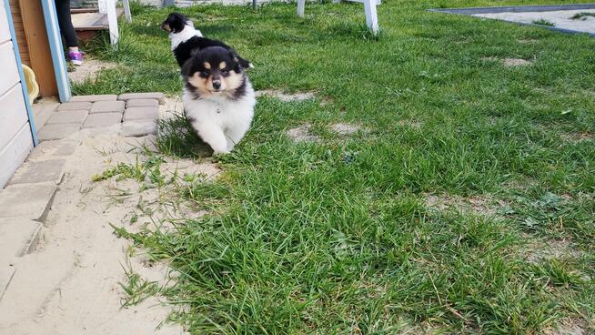 Owczarek Szkocki Collie Długowłosy Suczki Tricolor