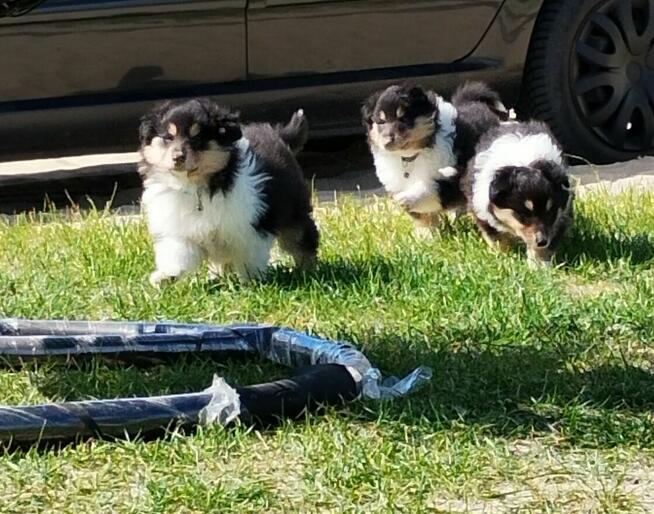 Owczarek Szkocki Collie Długowłosy Suczki Tricolor