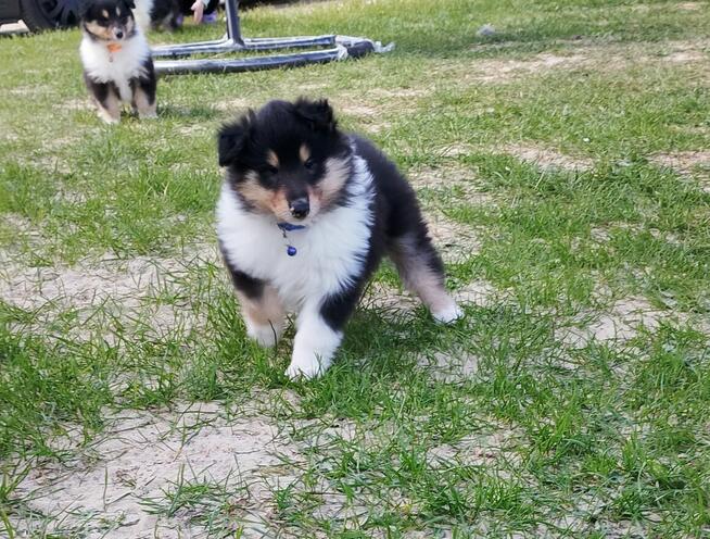 Owczarek Szkocki Collie Długowłosy Suczki Tricolor