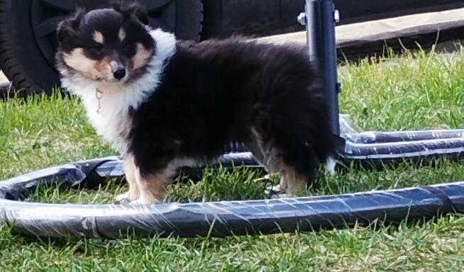 Owczarek Szkocki Collie Długowłosy Suczki Tricolor