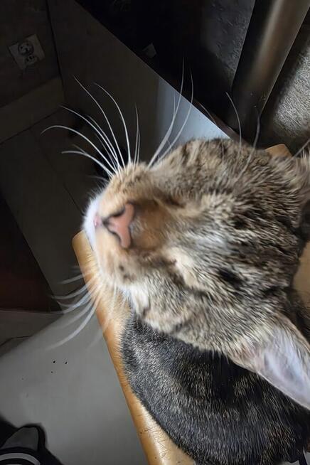 Słodziaki do wspólnej adopcji
