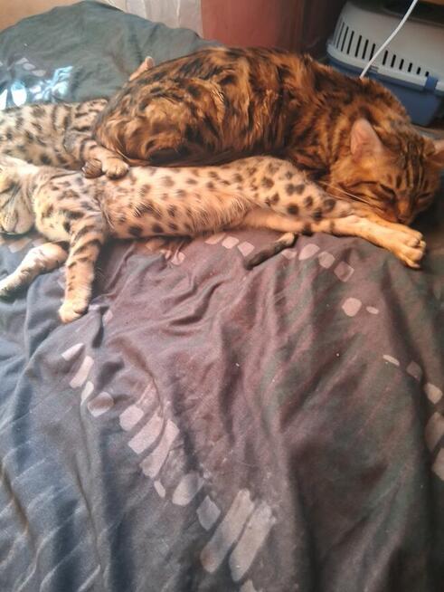 Koty Bengalskie