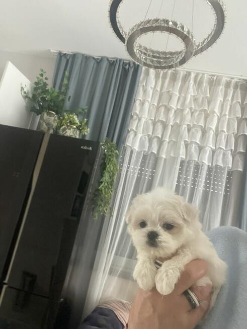 Maltańczyk suczka od 31,05,2026