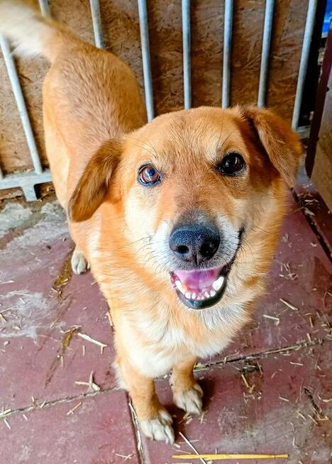 SZYMUŚ - cudowny, łagodny psiak szuka najlepszego domu