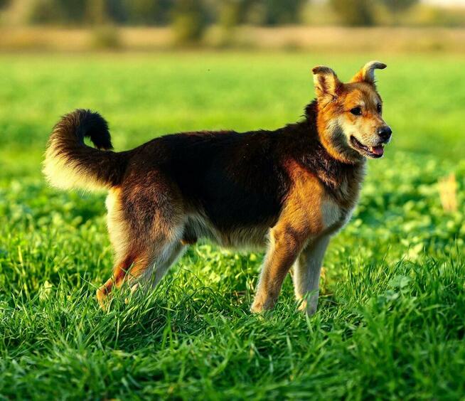 Fido - przyjazny, wesoły kandydat na psijaciela!