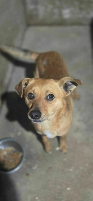 Novik szuka domu schronisko Zgierz -aktualne