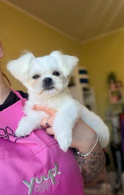 Maltańczyk suczka od 31,05,2026