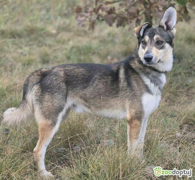 FRED - rok po adopcji Pan oddał mnie jak zbędną rzecz...