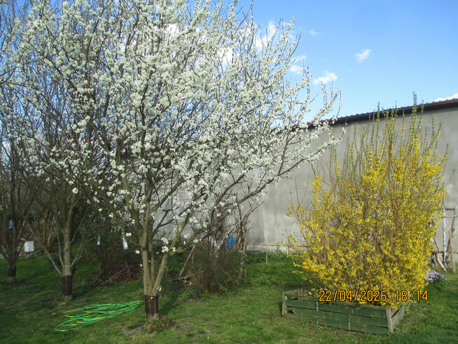 Nieruchomość ok. 350 m² z działką 2700 m² w Michale