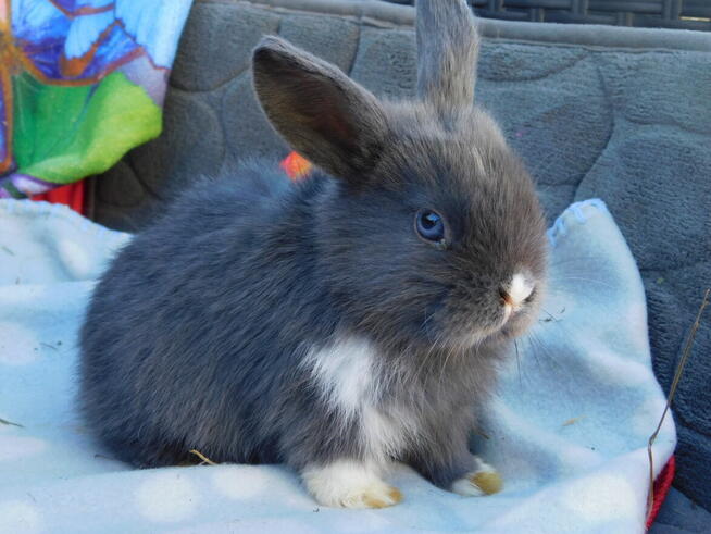 Baranki mini lop