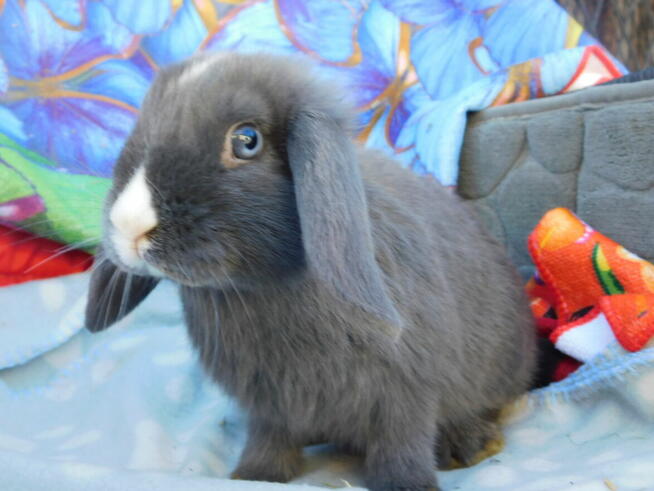 Niebieskie baranki mini lop