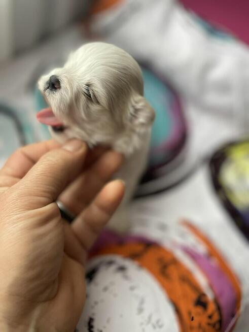 Maltańczyk suczka od 31,05,2026