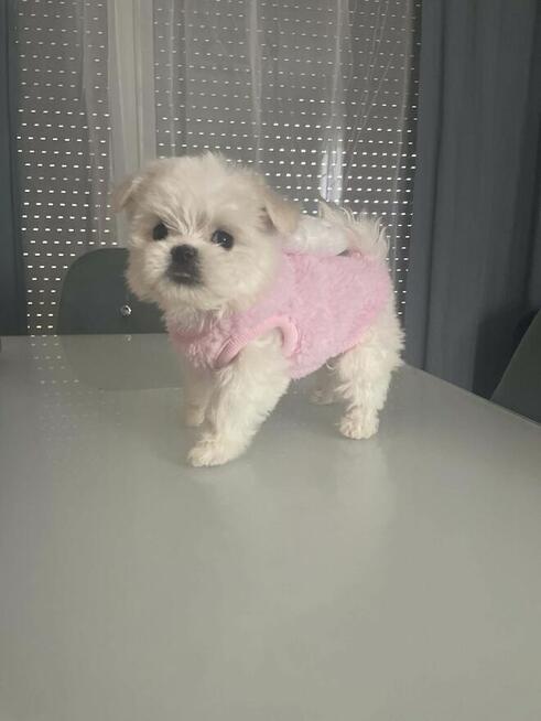 Maltańczyk suczka od 31,05,2026