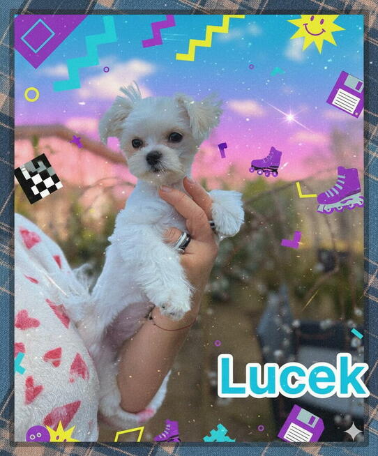 Maltańczyk suczka od 31,05,2026