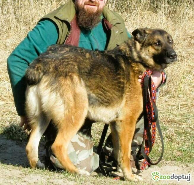 RYŚ - cudowny psiak w typie owczarka szuka domu