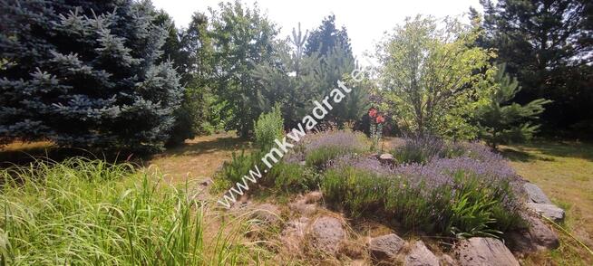 SIEDLISKO dom + 0.3 ha ziemi