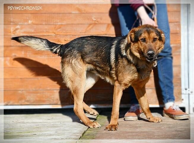 Bols – miły, młody i bardzo aktywny wielkopies do adopcji